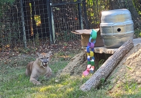 Mountain Lion (Cougar)