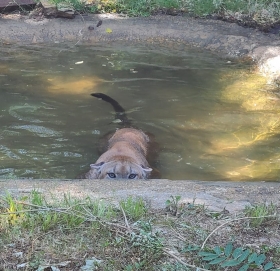 Mountain Lion (Cougar)