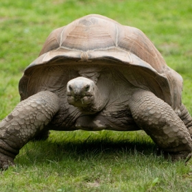 Aldabra Tortoise