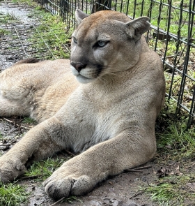 Mountain Lion (Cougar)