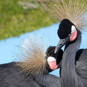 Grey Crowned Crane
