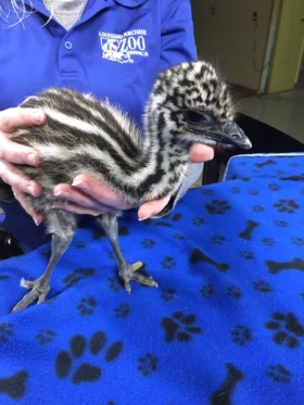 Emu