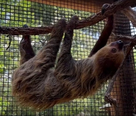 Two-Toed Sloth