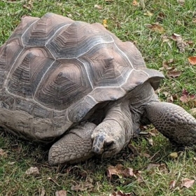 Spurred Tortoise