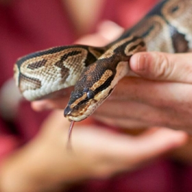 Royal Python