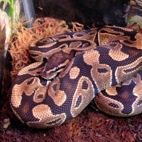 Royal Python