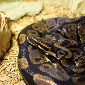 Royal Python