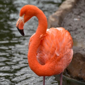 Flamingo
