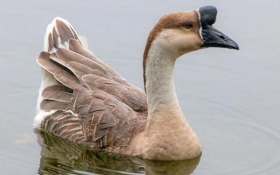 African Goose