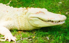 American Alligator, Albino