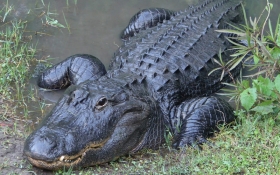 American Alligator