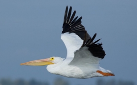 American White Pelican