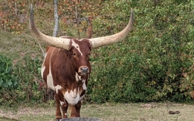 Ankole Watusi Cattle**