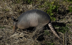 Nine-Banded Armadillo