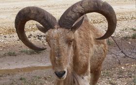 Aoudad