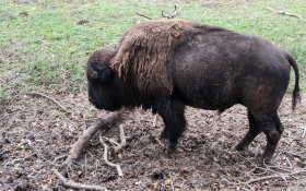 American Bison