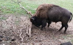 American Bison