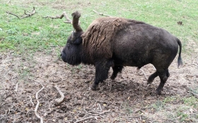 American Bison