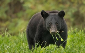 American Black Bear