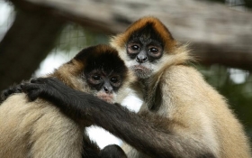 Black-Handed Spider Monkey