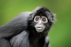 Black-Headed Spider Monkey