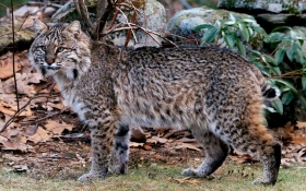 Bobcat