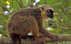 Brown Lemur