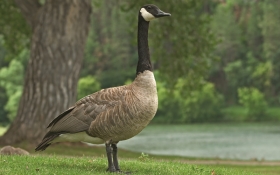 Canada Goose