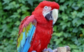 Green-Wing Macaw