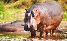 Nile Hippopotamus