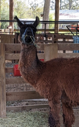 Miniature Llama