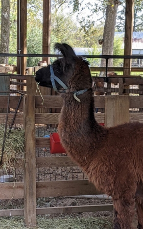 Miniature Llama