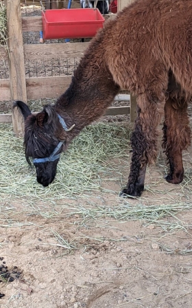 Miniature Llama
