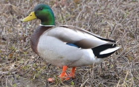 Mallard Duck