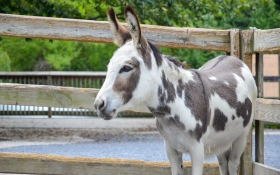 Miniature Mediterranean Donkeys