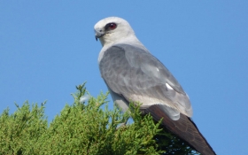 Mississippi Kite