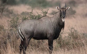 Nilgai