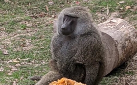 Olive Baboon