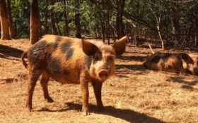 Ossabaw Island Hog