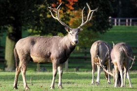 Pere David`s Deer