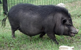 Vietnamese Potbelly Pig