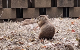 Prairie Dog