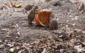 Prairie Dog