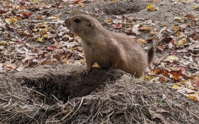 Prairie Dog