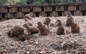 Prairie Dog