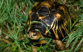 Radiated Tortoise