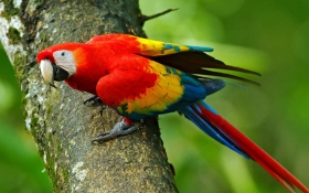 Scarlet Macaw