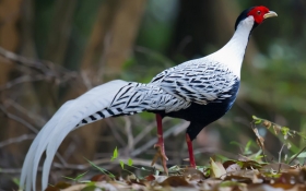 Silver Pheasant