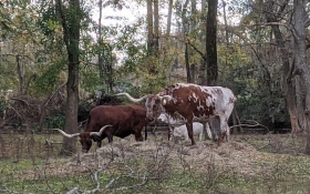 Texas Long Horn