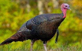 Wild Turkey